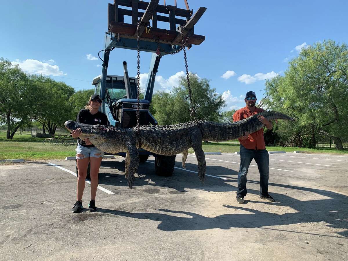 Harvest Seven was a 658 pound male. He was 13 feet and 3 inches long.