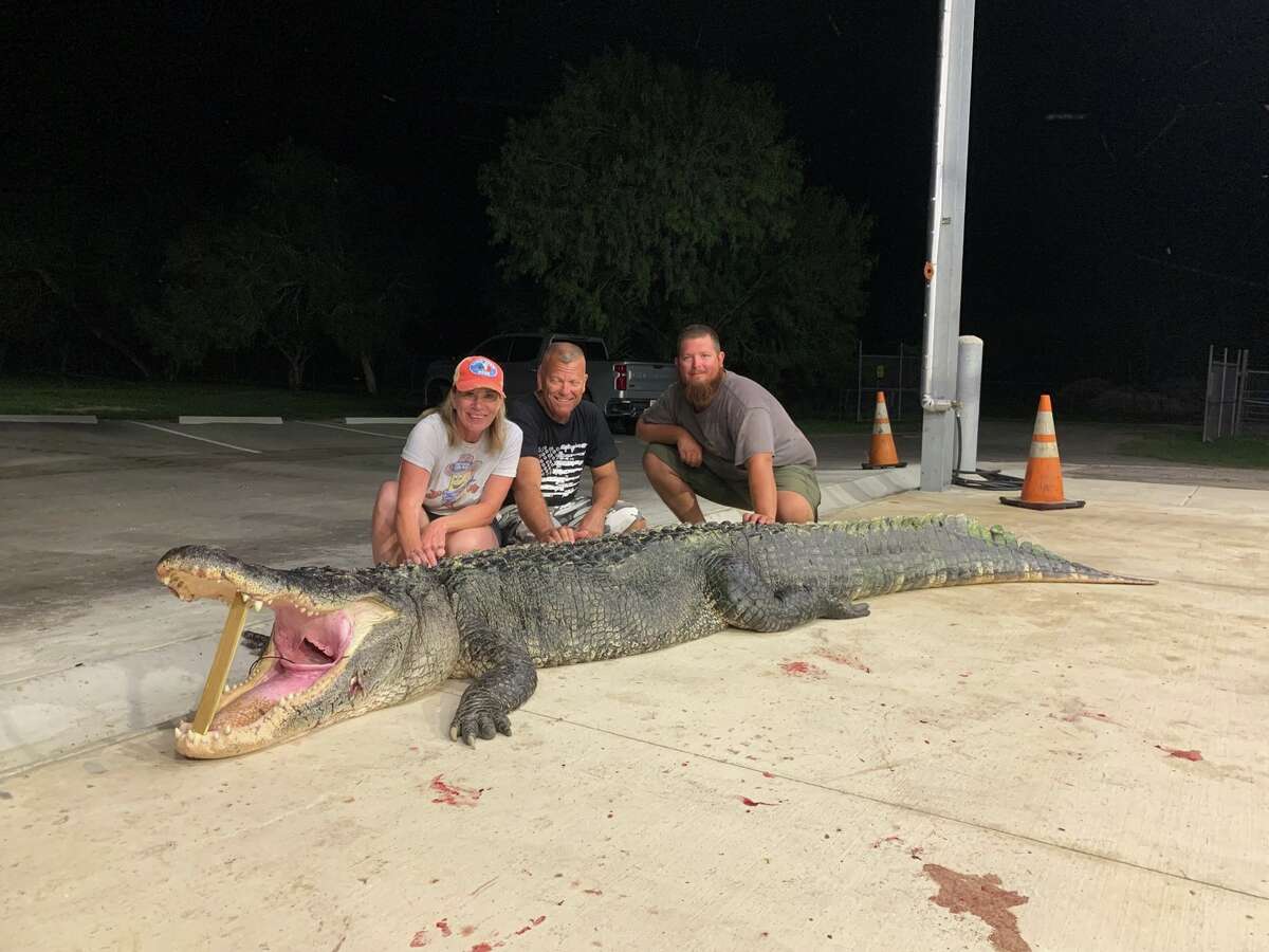 Hunters catch massive alligators in South Texas area