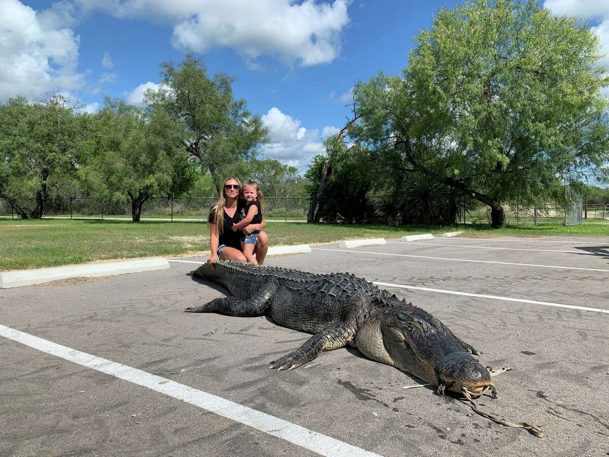 Hunters catch massive alligators in South Texas area