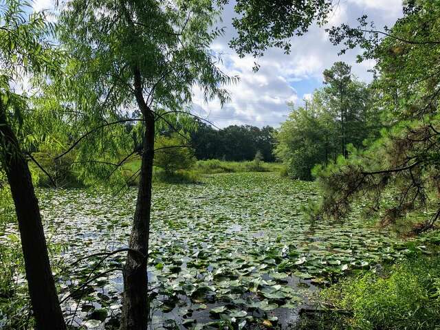 Your ultimate guide to the Houston Arboretum & Nature Center