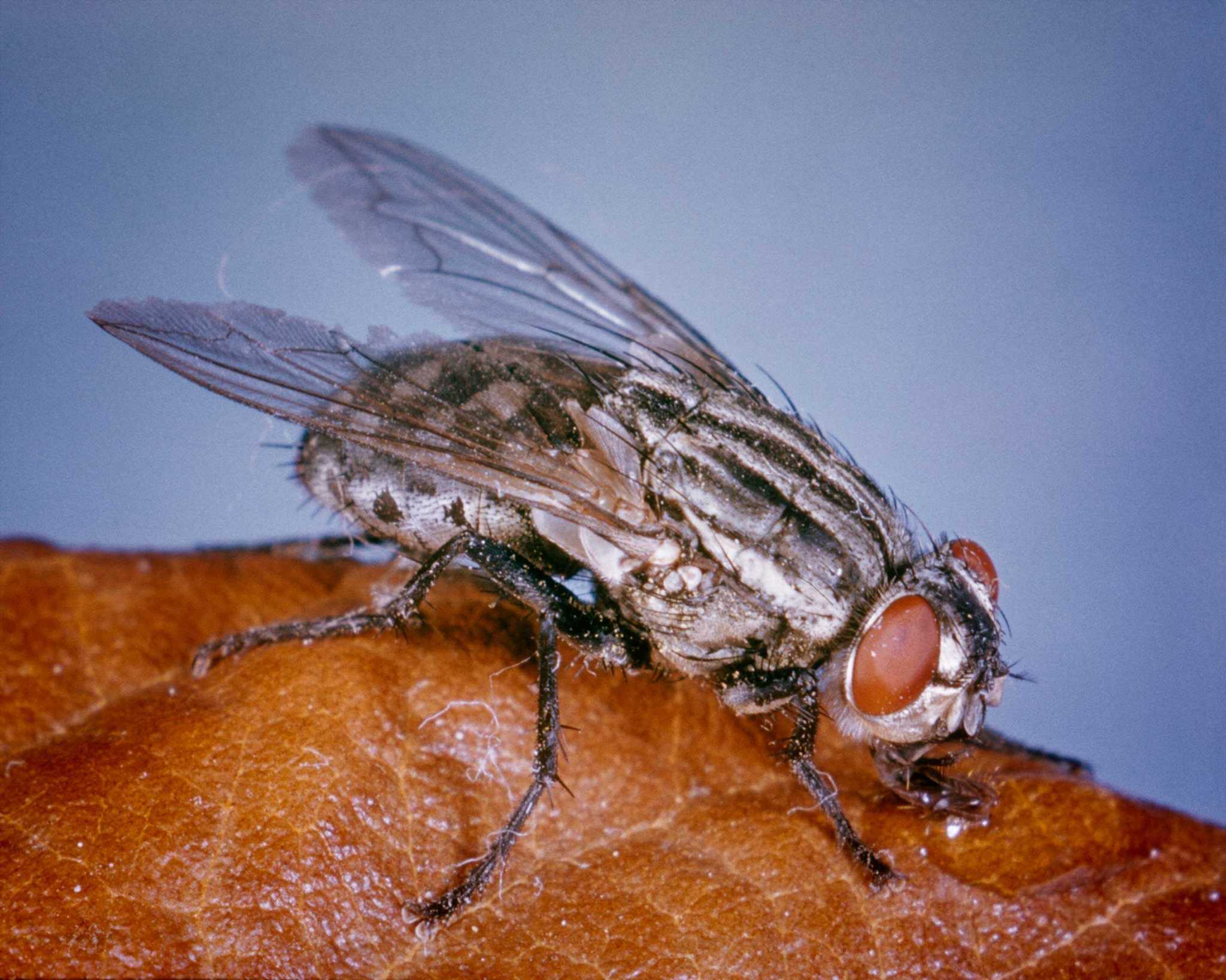 Researchers Say You Should Pay Attention To Fly Vomit Here s Why