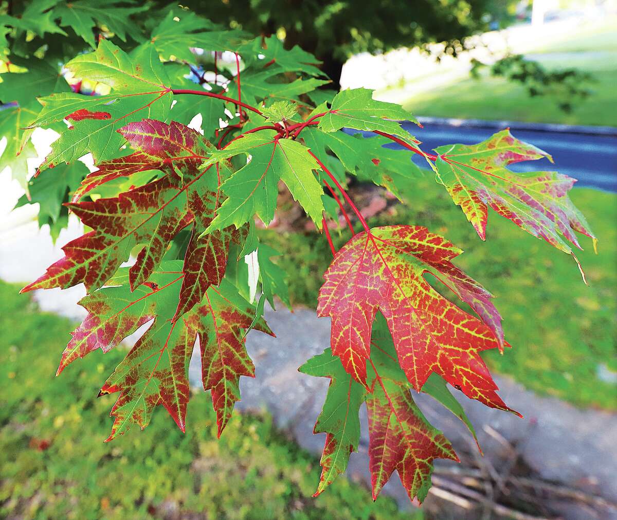 John Badman|The Telegraph It may have felt more like summer Tuesday with record-breaking temperatures near 100 degrees, but that didn't fool area trees which have begun their fall change. Chlorophyll, which gives tree leaves their green color most of the year, stops flowing in the fall and the leaves begin to show their true colors. This maple tree on Aberdeen Avenue in Alton has started the change, especially where leaves are in direct sunlight. The outside will feel far more like autumn on Thursday, which happens to be the Autumn Equiniox, when the high temperature will only reach 70 degrees.