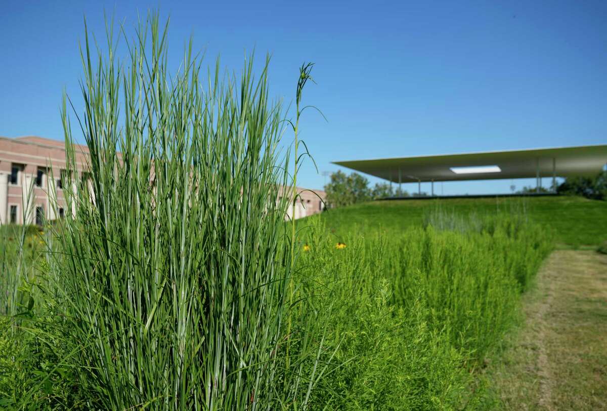 Rice Project Tells Story Of Gulf Coast Native Prairie An Endangered