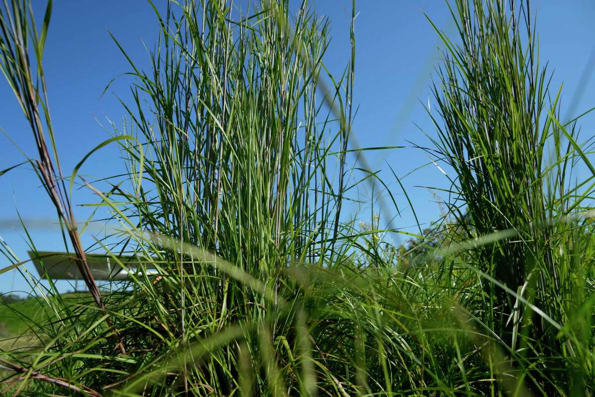 Rice Project Tells Story Of Gulf Coast Native Prairie An Endangered