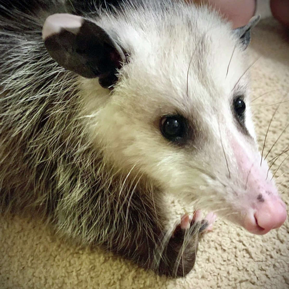 Meet Dahlia, Farm River Wildlife's opossum ambassador, who will be featured at the event for the first time.