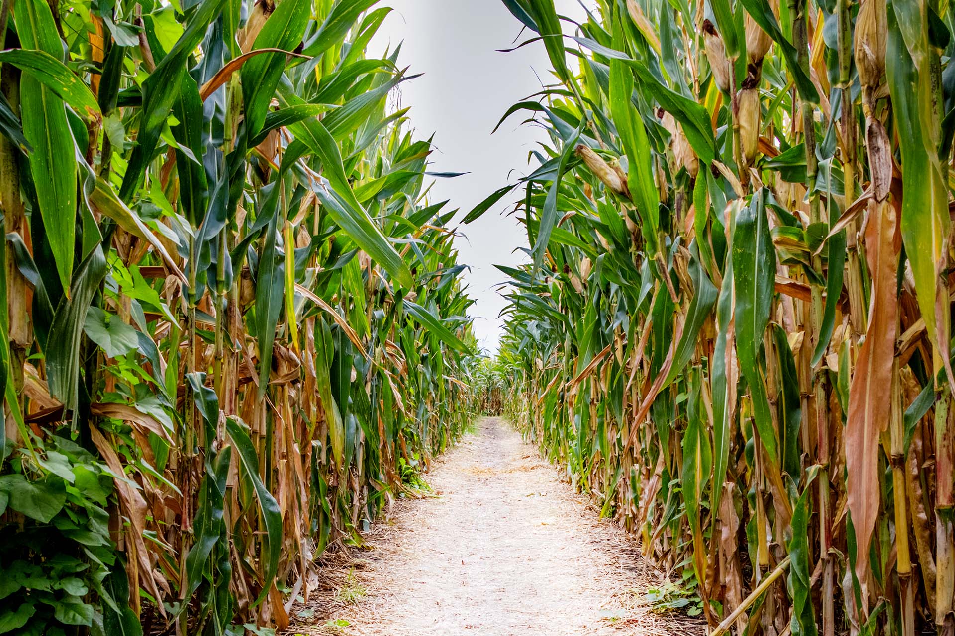 Corn Maze Adventure In Champlin, Minnesota