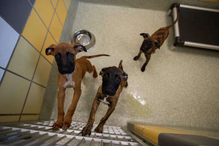 Puppies ready for adoption at the Houston SPCA Adoption Center, Friday, Sept. 2, 2022, in Houston.