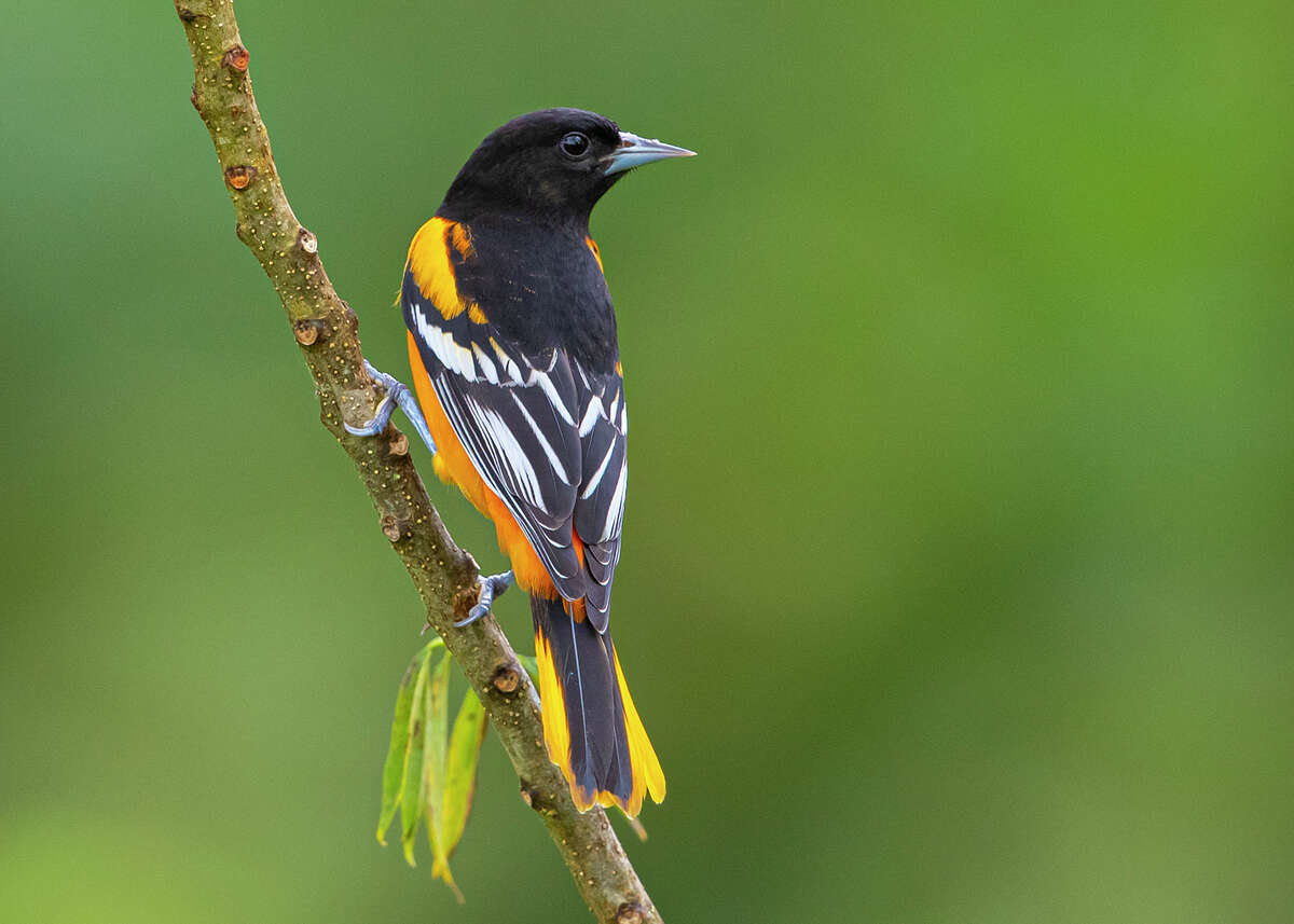 Look for migratory songbirds, like this Baltimore oriole, in your backyard or on neighborhood walks. Photo Credit: Kathy Adams Clark Restricted use.