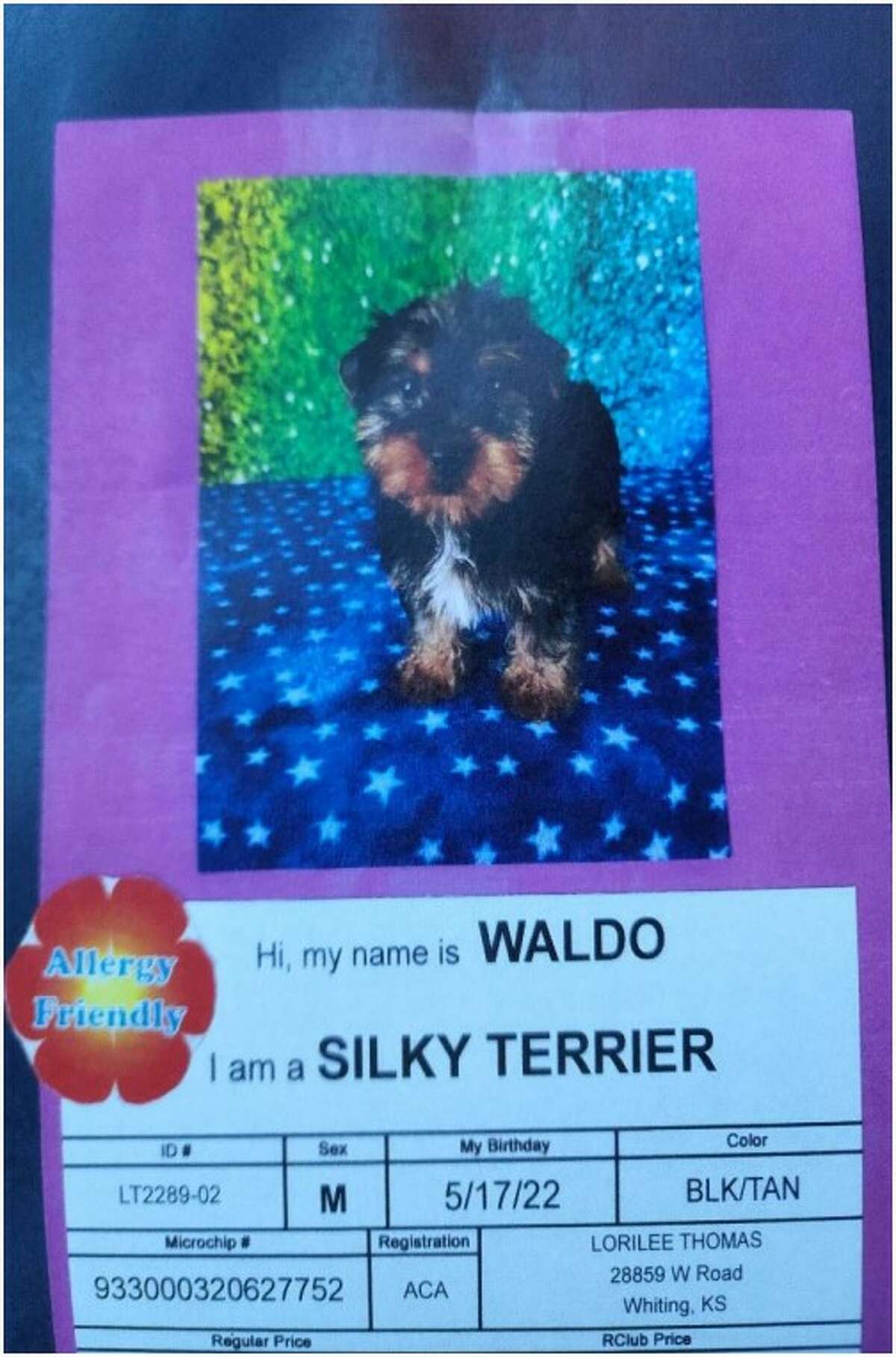 all pets club wallingford dogs
