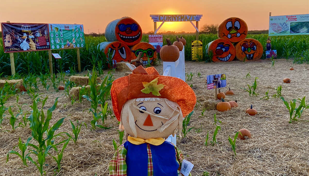 Traders Village San Antonio is opening its pumpkin patch and corn maze soon. 