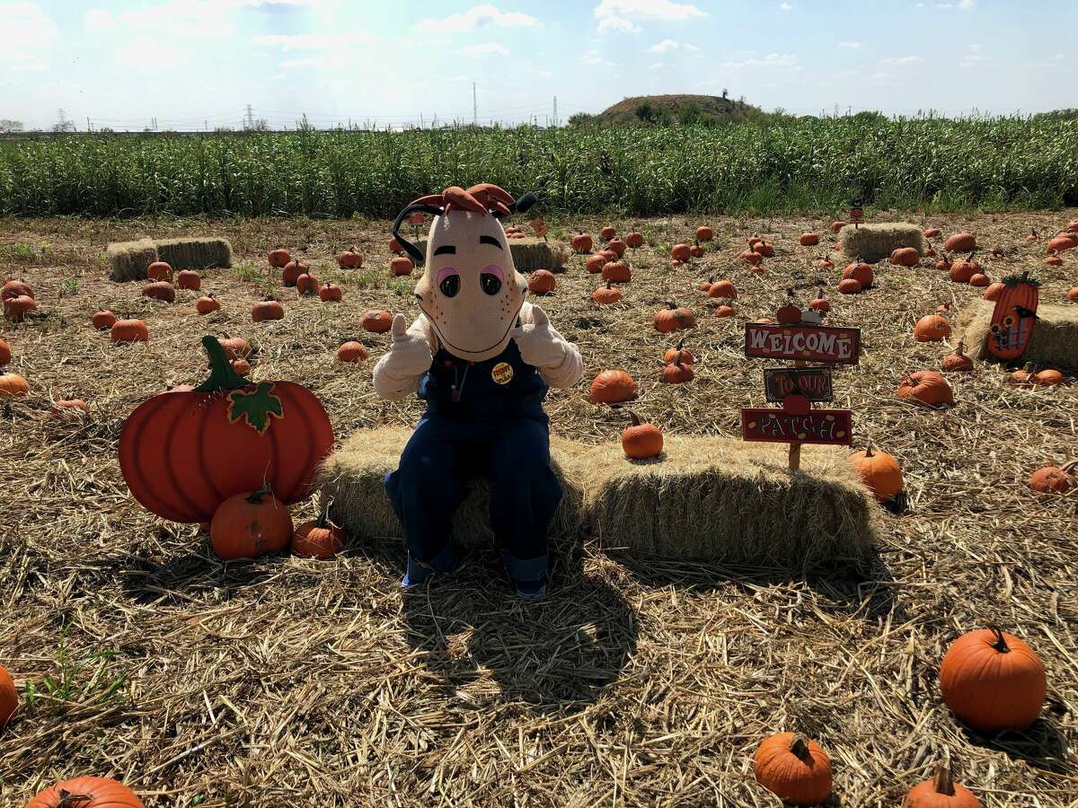 Here's where to find pumpkin patches in San Antonio this fall