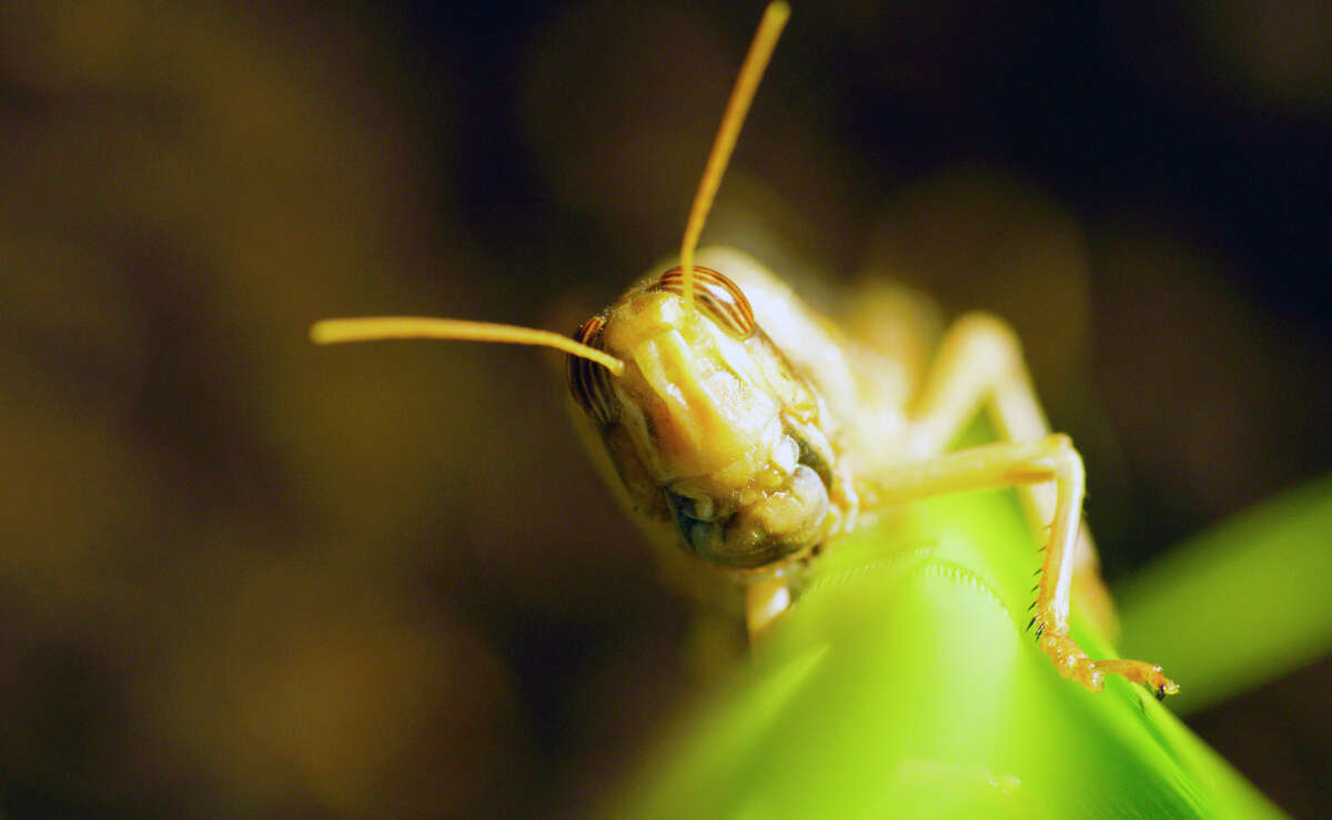 A locust is seen in "Super/Natural," a six-part series from National Geographic airing on Disney+.