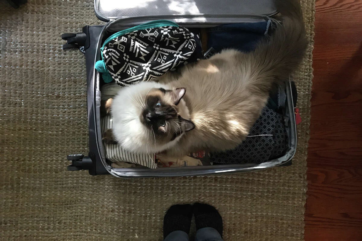 How to travel with a cat
