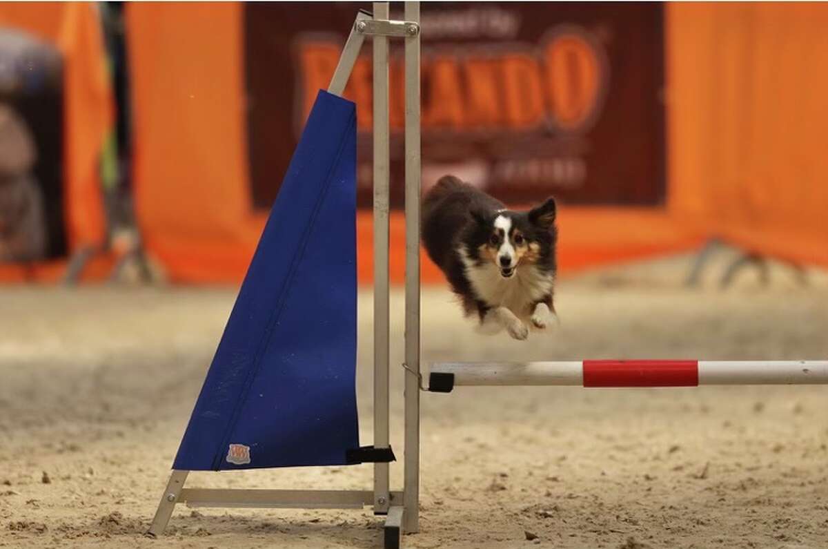 Heather Witt-Sullivan of Easton, Conn., and her Shetland Sheepdog Rowan earned Team USA’s only gold medal at the 2022 World Agility Championships in The Netherlands