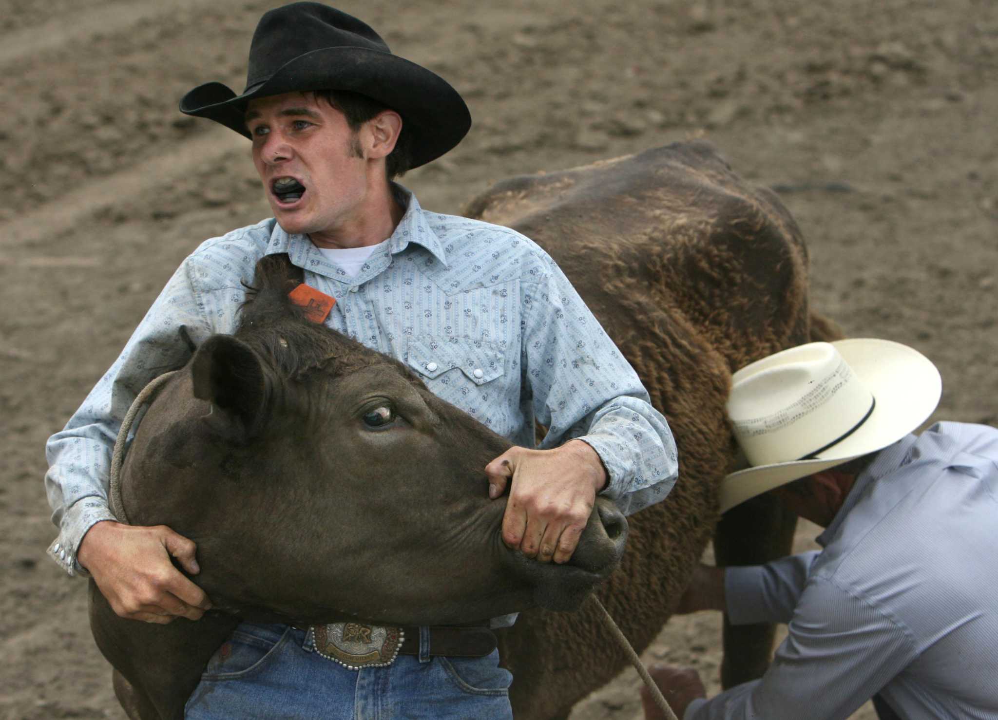 �Wild cow milking� banned in Alameda County as �cruel, inhumane� rodeo ... pic image