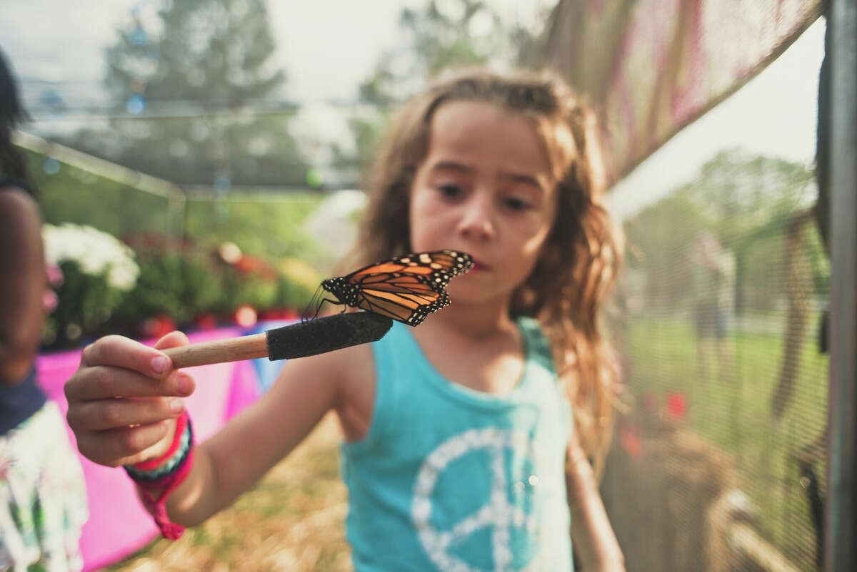 Pittsfield Public Library will be hosting a butterfly release and program Tuesday.