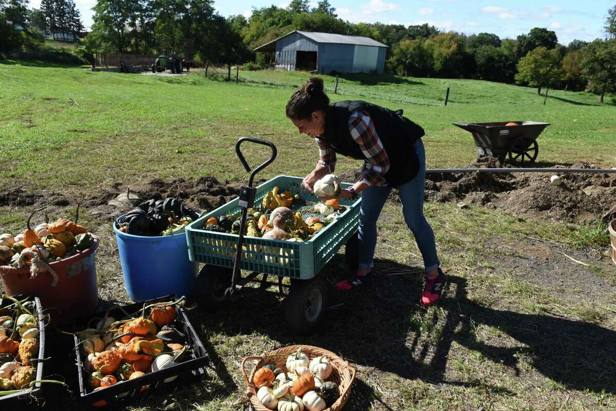 Megan Borlang of the Hanehan Family Farmstand sorts pumpkins for sale at the farm stand on Friday, Sept. 23, 2022, on Route 67 in Saratoga, N.Y.