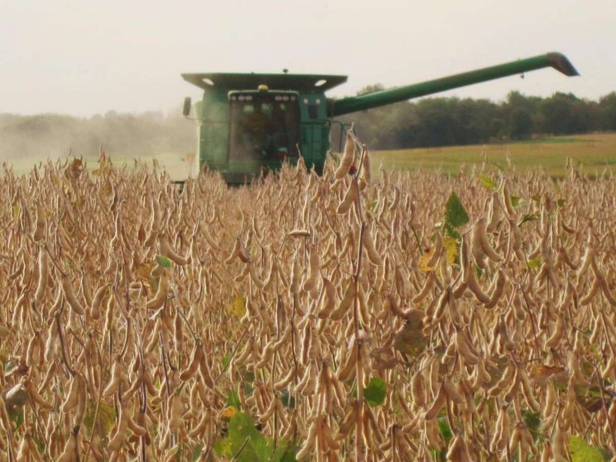 Soybeans are harvest last year in west-central Illinois. On Friday officials with Taiwan committed to buying $2.6B of Illinois soybeans and corn during 2023-2024.