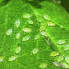 Look out for aphids. 
