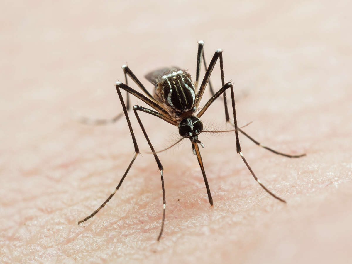A Greenwich resident between the ages of 80 and 89 developed West Nile virus at the end of the August, according to officials. 