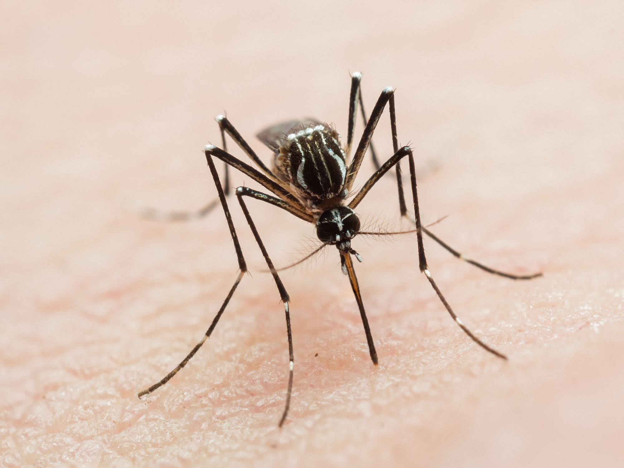Oswego County TodayEEE Found in Bird-Biting Mosquitoes in Central Square;  West Nile Virus Found near New Haven