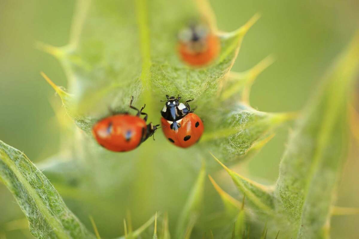 Lady beetles  