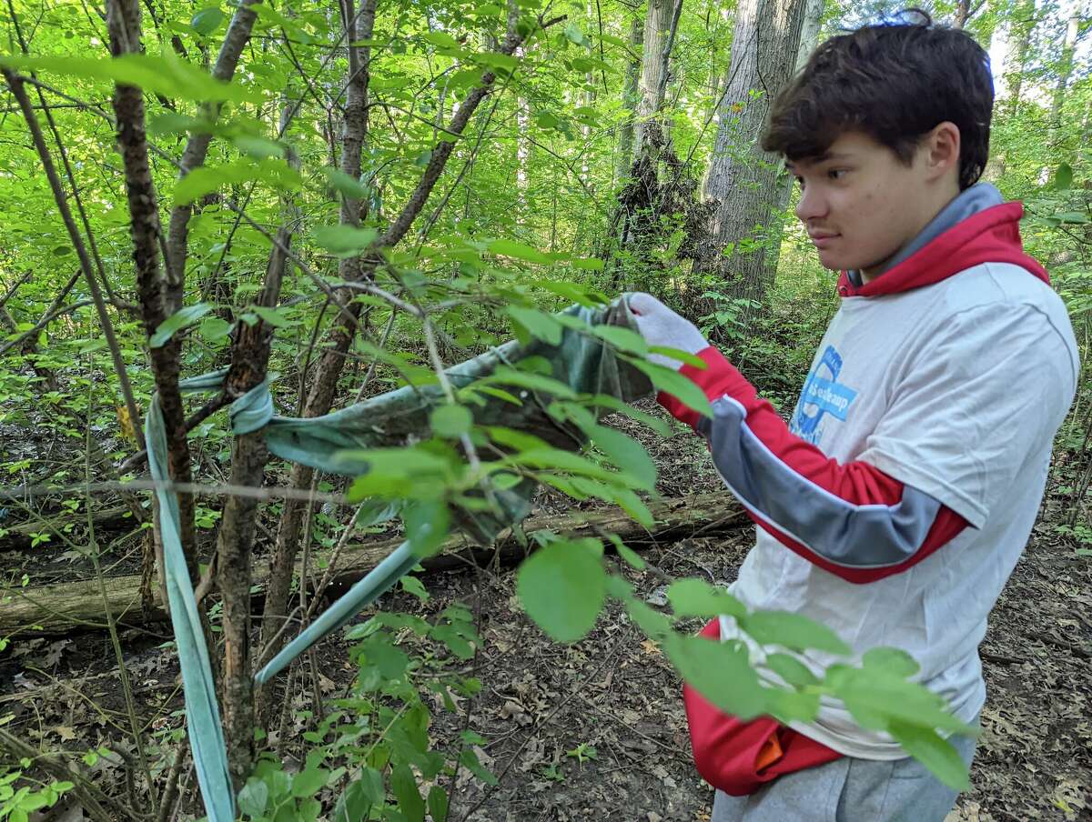 University of Hartford biology sophomore Michael Piechocki unravels a pair of leggings entangled in a bush above the Park River as part of a river cleanup event. September 23, 2022