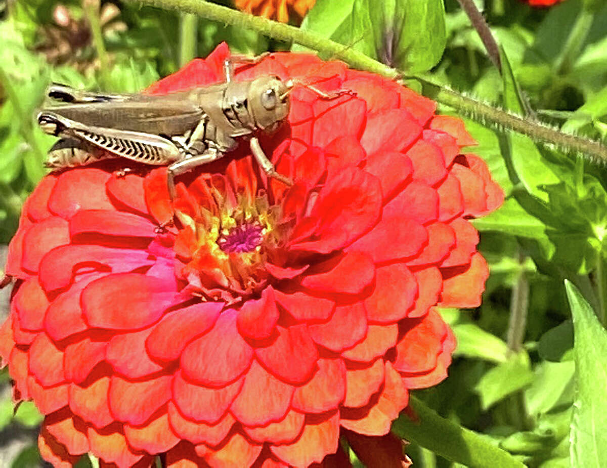 A grasshopper pays an end-of-summer visit to a zinnia.