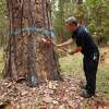 Peter Leuzinger of Cal Fire makes a cut in a dying Ponderosa pine that is slated to be chopped down in Las Posadas State Forest in the Napa County community of Angwin. The tree is one of many that have been killed by bark beetles.