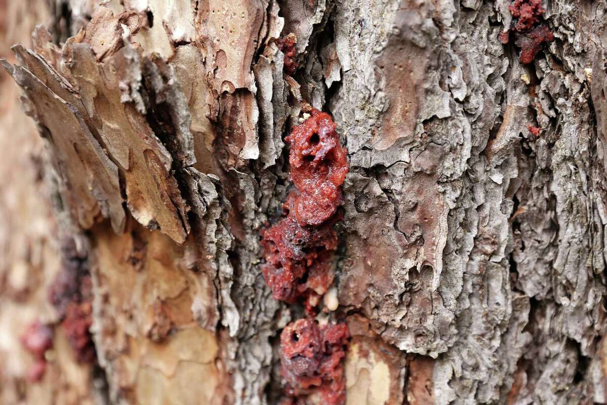 Wine Country is reeling from ‘mass attacks’ on trees. Here’s what is ...