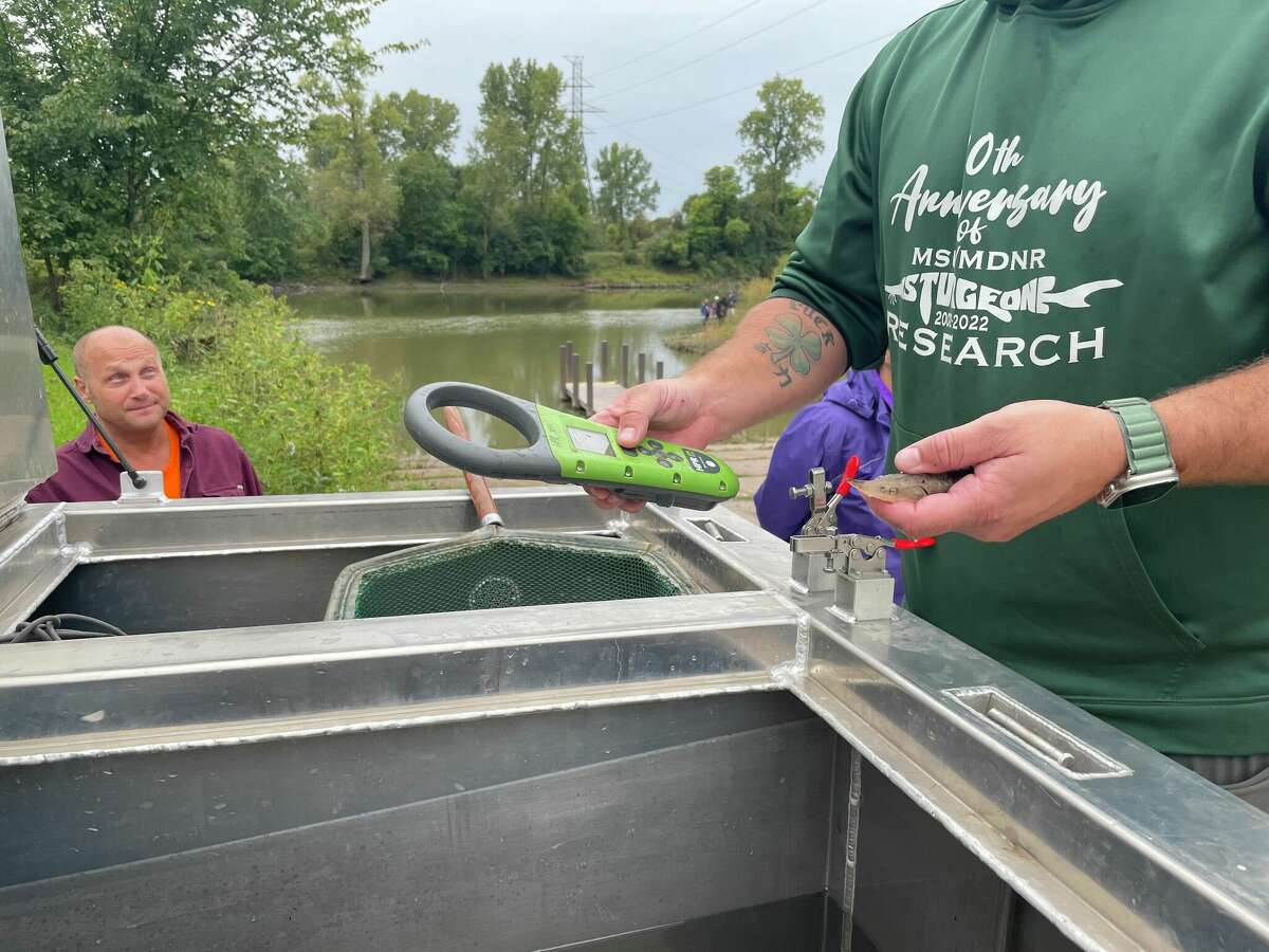 Sturgeon release into Titttabawassee River in effort to support