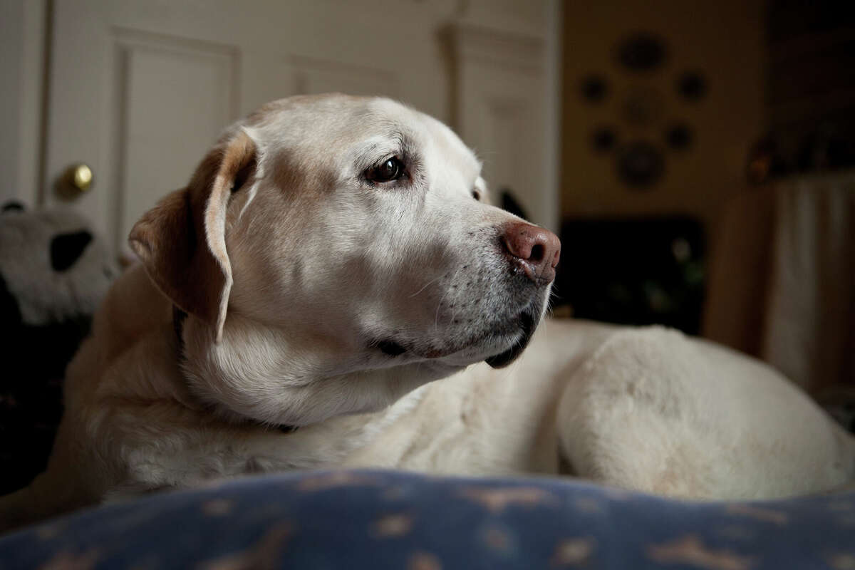 Train Dog To Sleep Through Night Here Is How