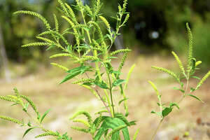 S.A. can't control ragweed