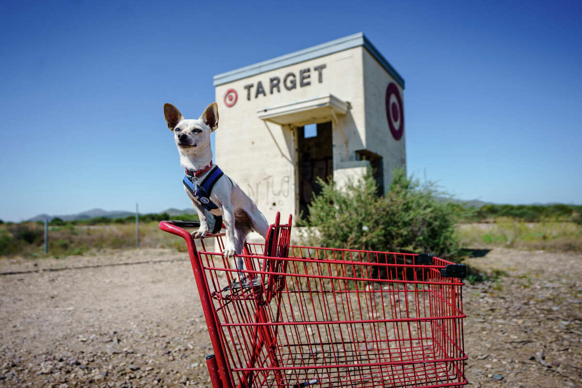 ALPINE, TEXAS - JULY 15: A Chihuahua is photographed in front of the 'Target Marathon' art installation on July 15, 2020 in Alpine, Texas. (Photo by Josh Brasted/Getty Images)