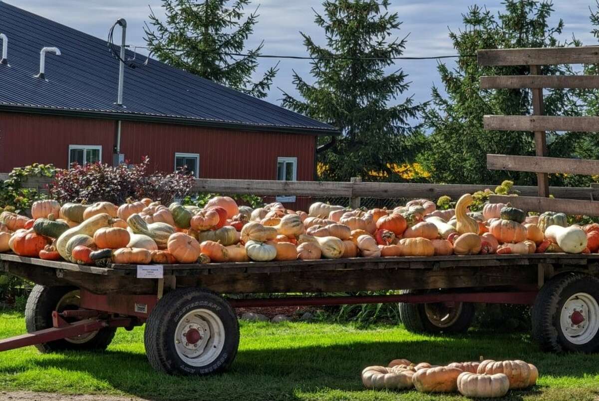One can find cider, donuts and pumpkins at many area cider mills and apple farms, including The Wild Pumpkin in Beaverton.  