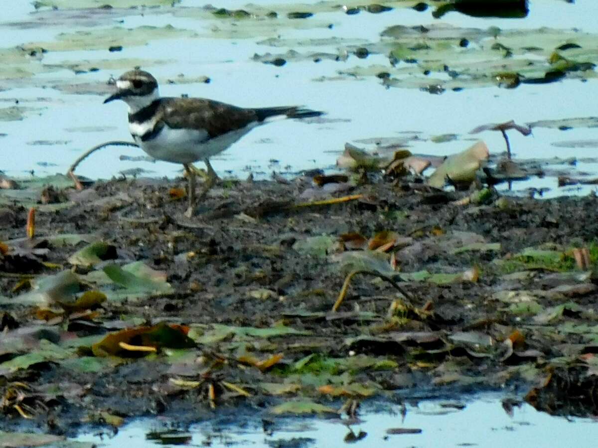 Wildlife Wednesday Killdeer