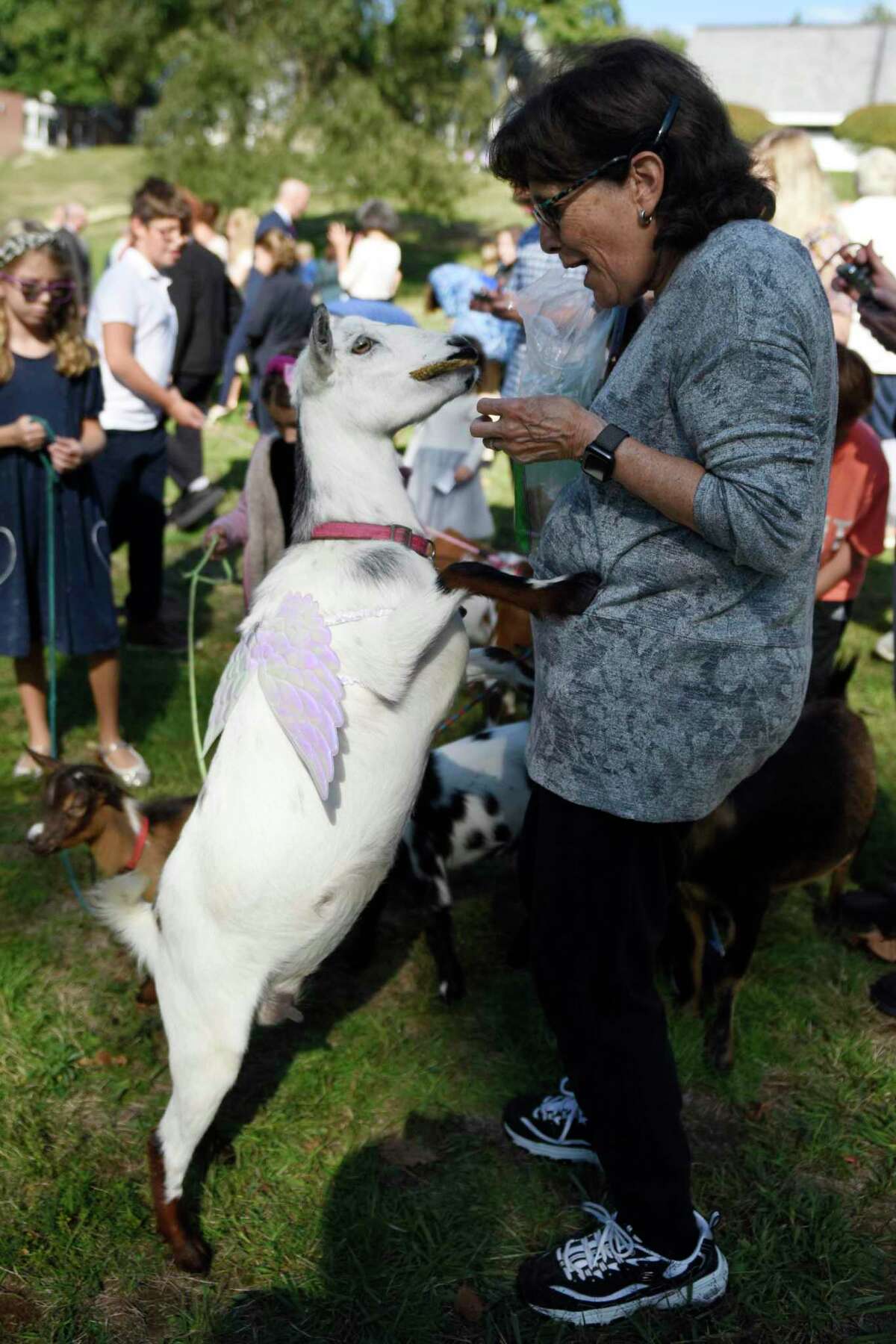 A goat jumps up on Eileen Orlow, of Stamford, as she attempts to "feed her sins" to the goat after Rosh Hashana services at Temple Sinai in Stamford, Conn. Monday, Sept. 26, 2022. Congregants usually throw breadcrumbs in the water as a symbol of purging their sins, but the water was dried up from drought this year so they "fed their sins" to 13 goats on the temple lawn.