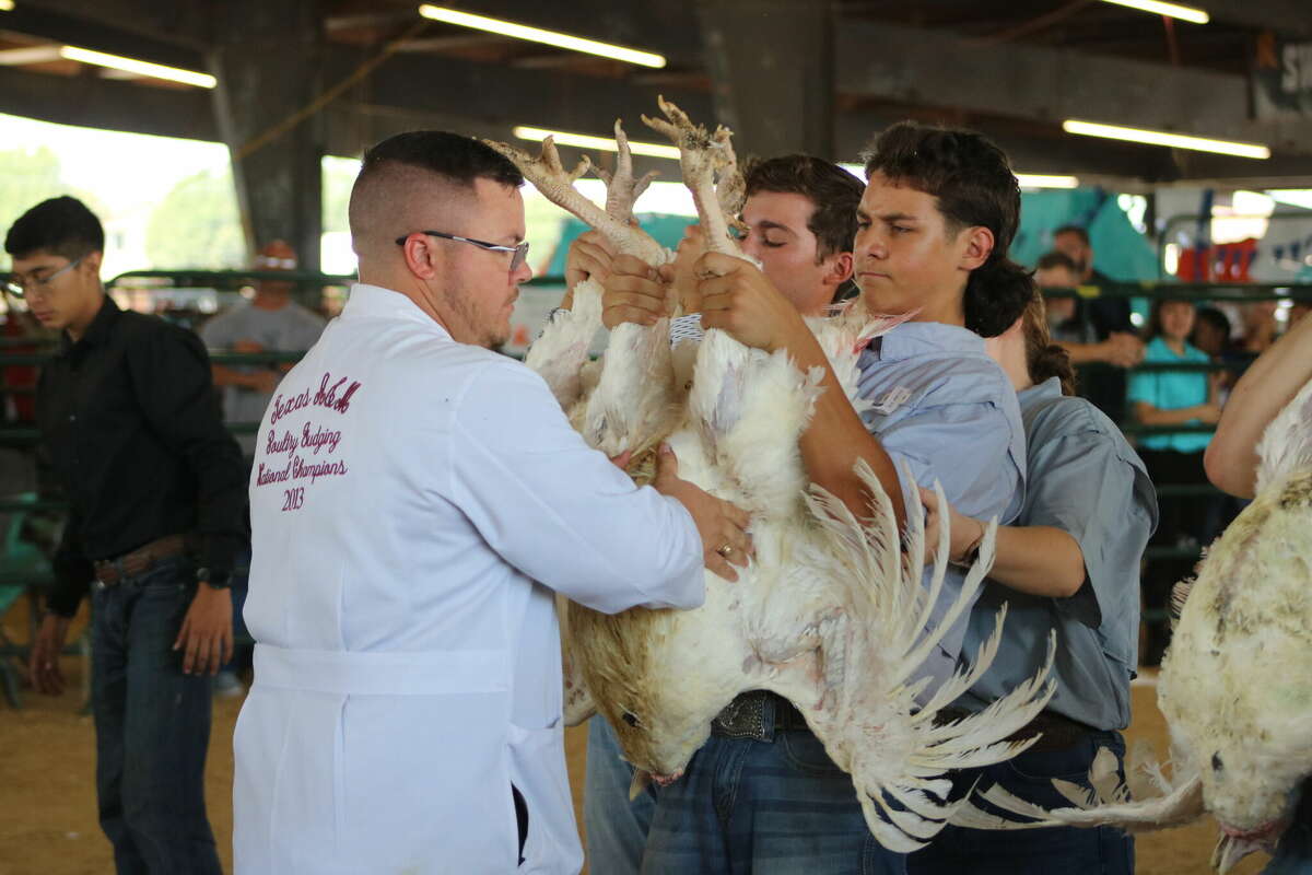 Judge Micah Osburn checks out the qualities of a turkey. 