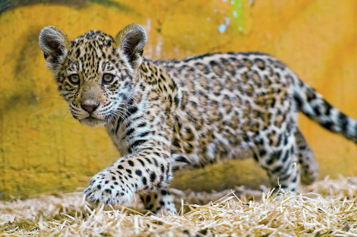 A Texas mom allegedly illegally transported a jaguar to California after selling it for $25,000, prosecutors say.