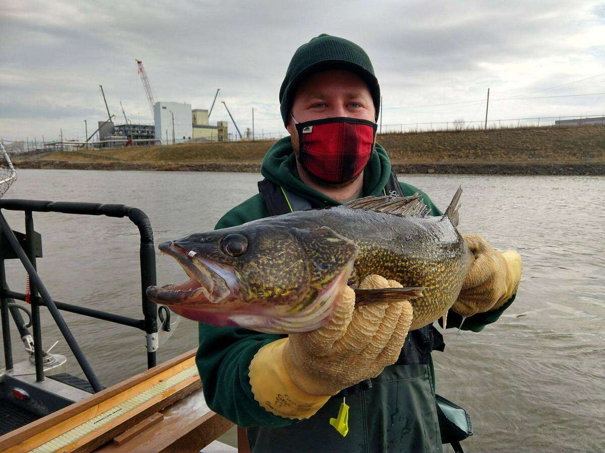 Jason Gostiaux caught this jaw-tagged walleye below Dow Dam on the Tittabawassee River on March 24, 2021.