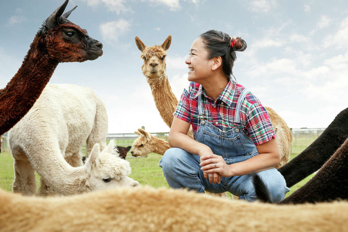 A south Texas ranch is going viral on social media for letting visitors hang out with alpacas this fall, similar to how the person is doing in the file photo above.