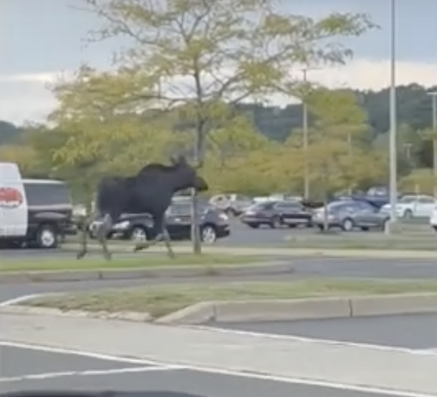 Moose on the loose spotted at Danbury AMC movie theater