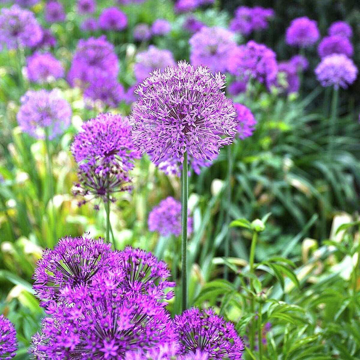 Purple Sensation allium livens up the early season garden with its violet-purple, 4-inch diameter flowers.