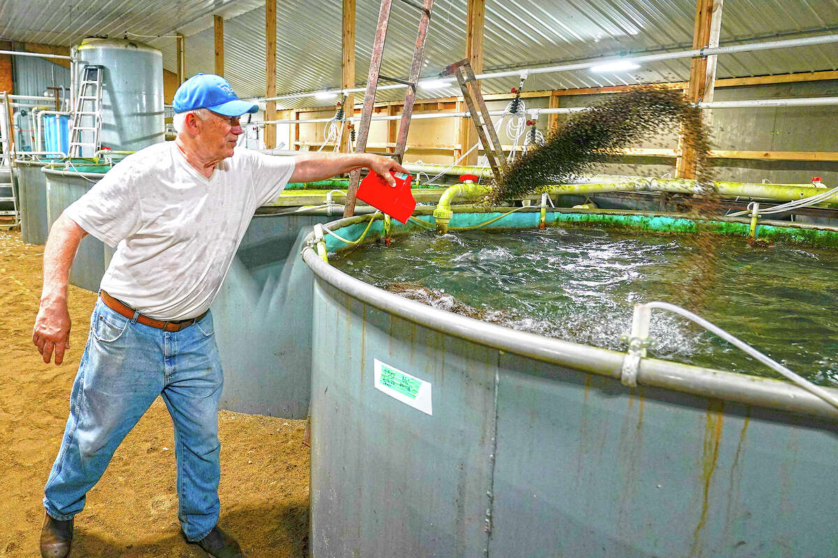 Mike Searcy feeds some of trout being raised in one of the tanks on his trout farm.