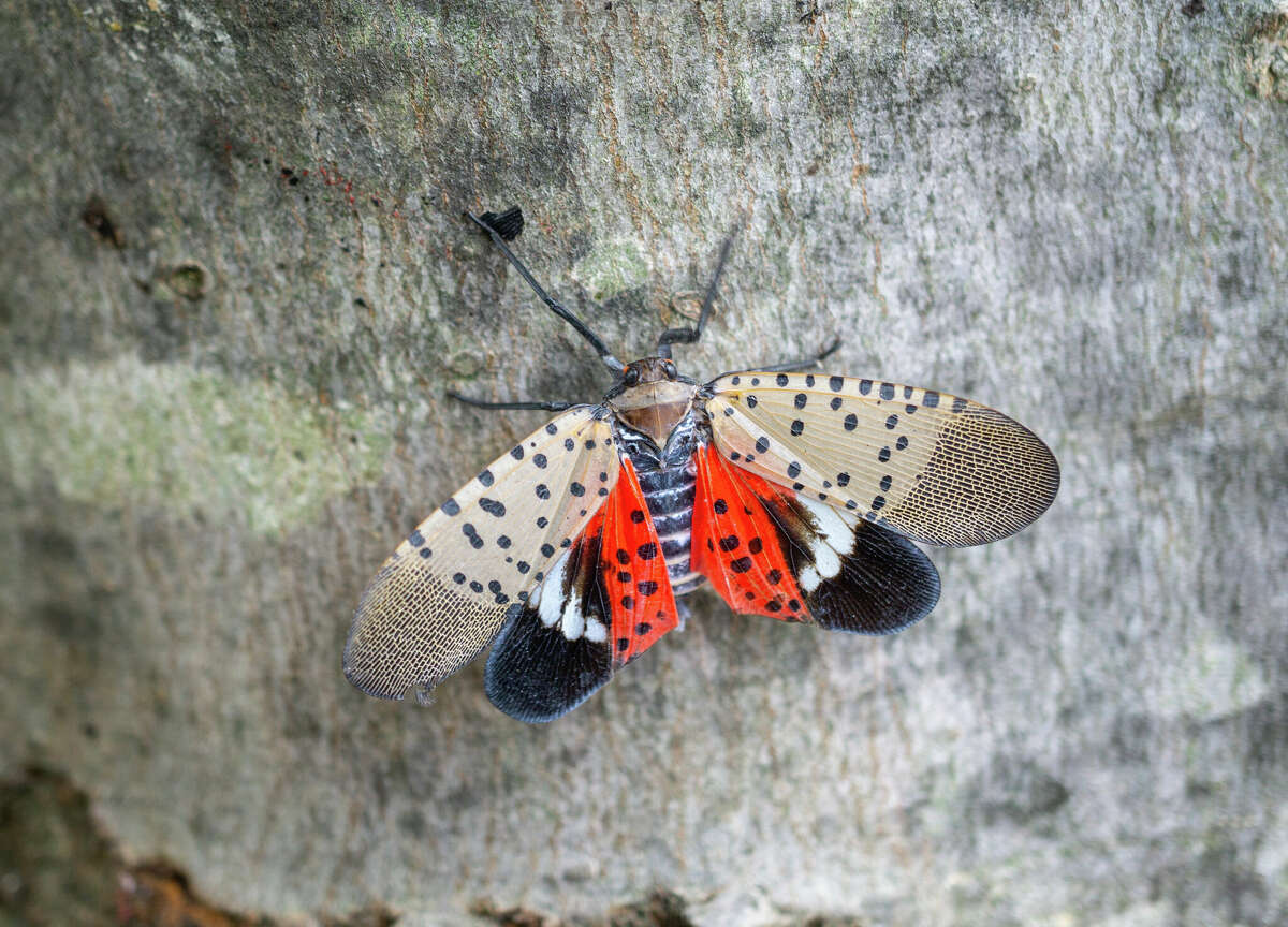The spotted lanternfly, pictured here in Pennsylvania where it was first discovered in the United States, can devastate a wide range of crops that fuel the New York's agricultural economy, including grapes, apples, hops and maple.