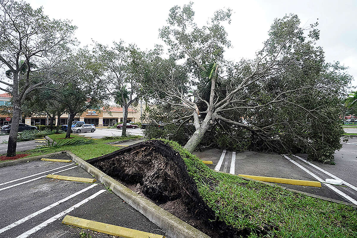 An uprooted tree, toppled by strong winds from the outer bands of Hurricane Ian, rests in a parking lot of a shopping center.