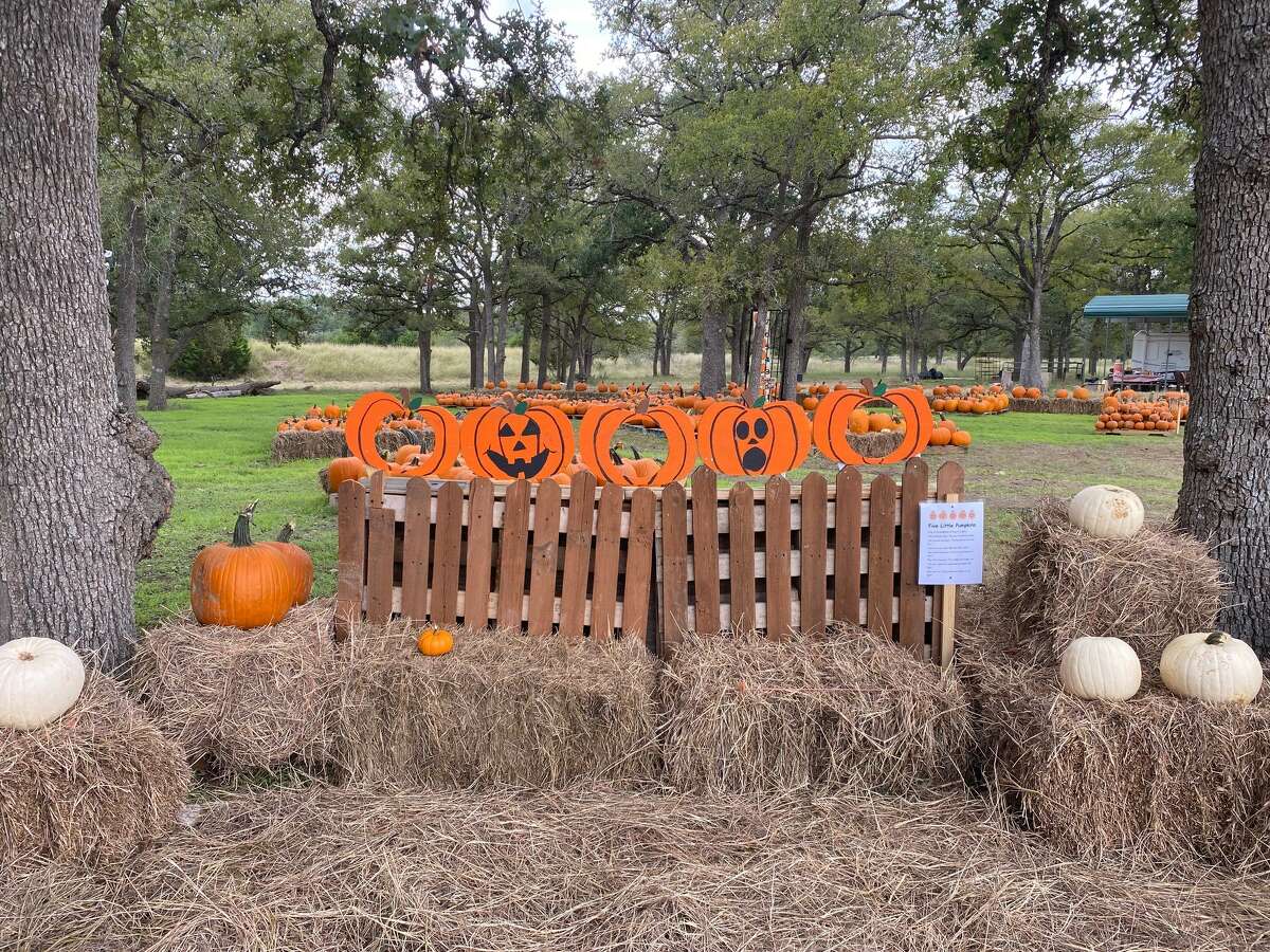 San Antonio Pumpkin Festival 2025 Images References :