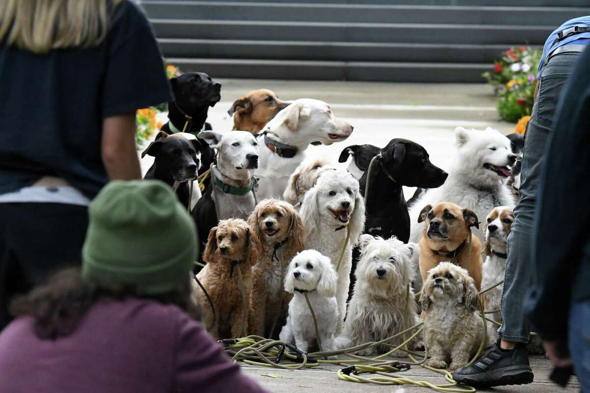 Saratoga Dog Walkers guide pack in a happier, healthier direction