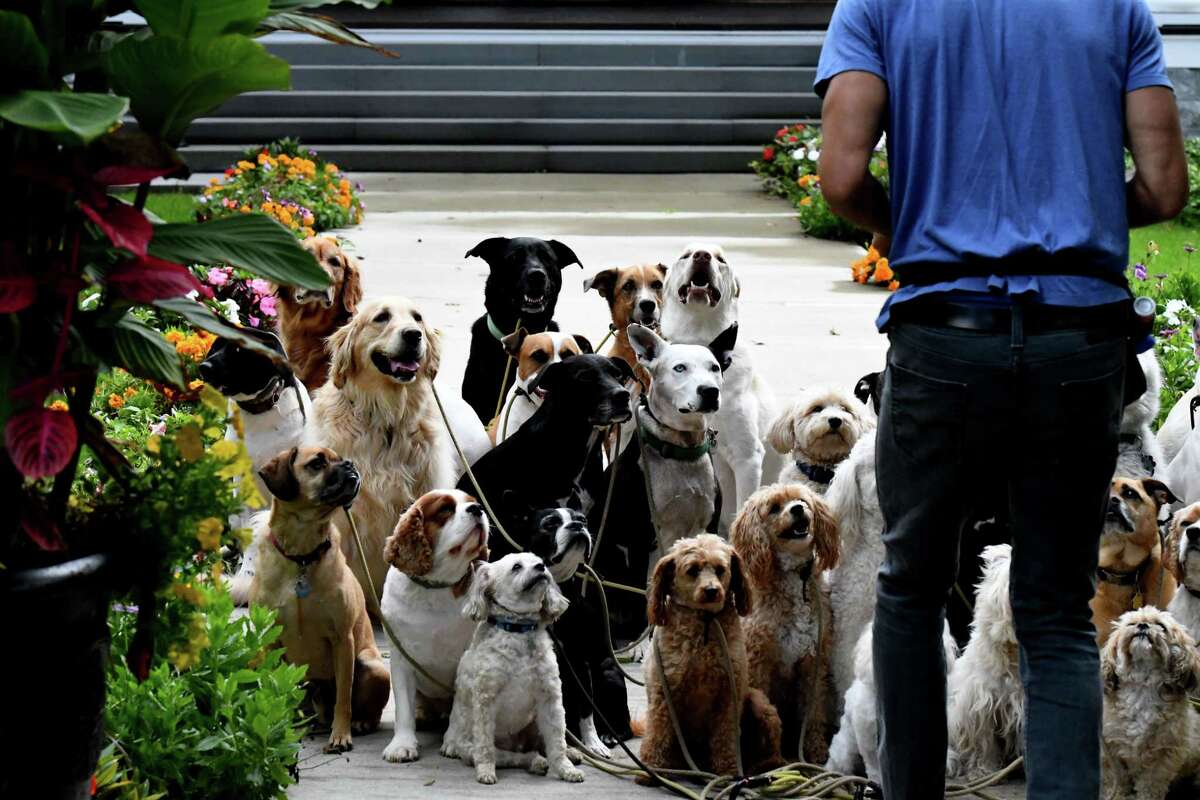 Saratoga Dog Walkers guide pack in a happier, healthier direction