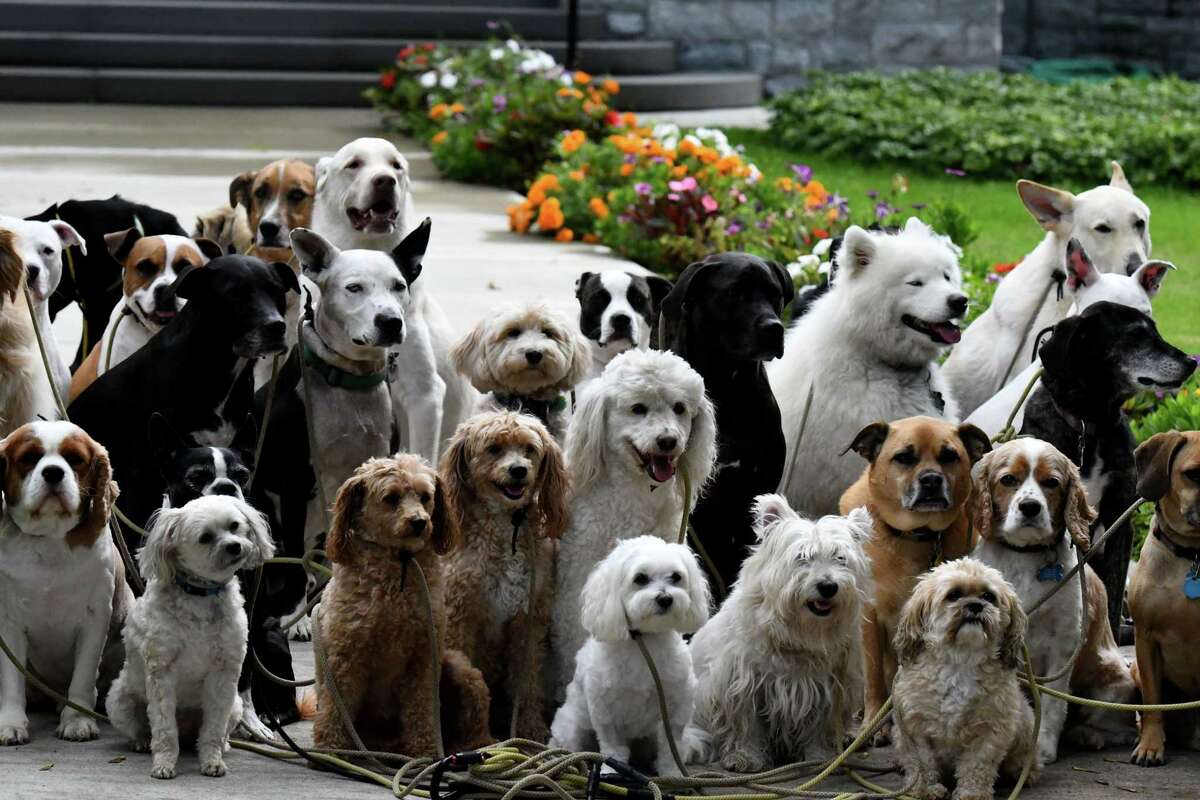 Los perros patrocinados por Tim Pink de Saratoga Dog Walkers posan para una foto grupal en N. Broadway durante su reunión del mediodía el miércoles 28 de septiembre de 2022 en Saratoga Springs, Nueva York